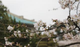 武汉大学樱花节